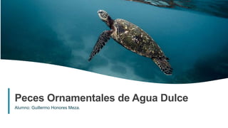1
Peces Ornamentales de Agua Dulce
Alumno: Guillermo Honores Meza.
 