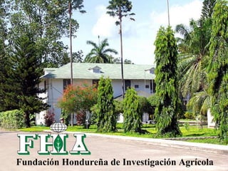 Fundación Hondureña de Investigación Agrícola 