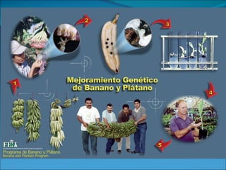 Fundación Hondureña de Investigación Agrícola 