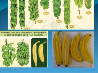 Fundación Hondureña de Investigación Agrícola 