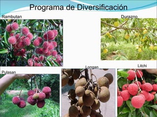 Fundación Hondureña de Investigación Agrícola 