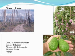 Fundación Hondureña de Investigación Agrícola 