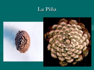 Presentacion de fibonacci | PPT
