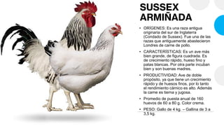 Presentacion sobre las gallinas y sus clasificaciones | PDF