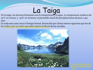 La Taiga
En la taiga, los factores limitantes son la temperatura y el agua. La temperatura media es de
19º C en verano, y -30ºC en invierno; el promedio anual de precipitaciones alcanza a 450
mm.
En toda esta zona crece el bosque boreal, favorecido por climas menos rigurosos que los de
la tundra y por un suelo que sufre menos el efecto de las nevadas.
http://geografia.laguia2000.com/biogeografia/la-taiga
http://geografia.laguia2
000.com/biogeografia/la
-taiga
 
