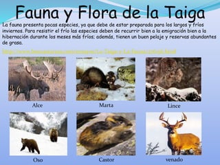 Fauna y Flora de la Taiga
Marta
Alce Lince
Castor
Oso venado
La fauna presenta pocas especies, ya que debe de estar preparada para los largos y fríos
inviernos. Para resistir el frío las especies deben de recurrir bien a la emigración bien a la
hibernación durante los meses más fríos; además, tienen un buen pelaje y reservas abundantes
de grasa.
http://www.buenastareas.com/ensayos/La-Taiga-y-La-Fauna/276156.html
 