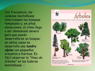 Con frecuencia, las
cadenas montañosas
interrumpen los bosques
templados y, en altas
elevaciones, el clima llega
a ser demasiado severo
para que pueda
desarrollarse un bosque;
en estos casos se
desarrolla una tundra
alpina con pequeños
arbustos e hierbas. Es
fácil observar la "línea de
árboles" en las laderas
montañosas --
 