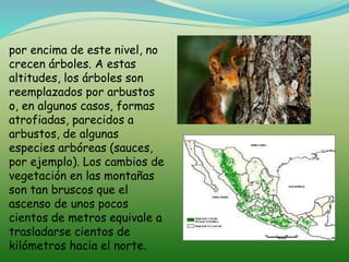 por encima de este nivel, no
crecen árboles. A estas
altitudes, los árboles son
reemplazados por arbustos
o, en algunos casos, formas
atrofiadas, parecidos a
arbustos, de algunas
especies arbóreas (sauces,
por ejemplo). Los cambios de
vegetación en las montañas
son tan bruscos que el
ascenso de unos pocos
cientos de metros equivale a
trasladarse cientos de
kilómetros hacia el norte.
 