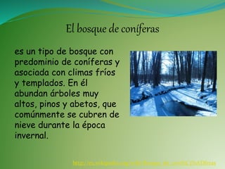 El bosque de coníferas
es un tipo de bosque con
predominio de coníferas y
asociada con climas fríos
y templados. En él
abundan árboles muy
altos, pinos y abetos, que
comúnmente se cubren de
nieve durante la época
invernal.
http://es.wikipedia.org/wiki/Bosque_de_con%C3%ADferas
 
