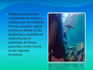  México tiene grandes
extensiones de mares y
océanos que en conjunto
forman una gran región
marina en donde la ida
de plantas y animales se
relaciona con el
ambiente, de forma
parecida a como ocurre
en las regiones
terrestres.
 
