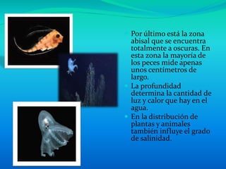  Por último está la zona
abisal que se encuentra
totalmente a oscuras. En
esta zona la mayoría de
los peces mide apenas
unos centímetros de
largo.
 La profundidad
determina la cantidad de
luz y calor que hay en el
agua.
 En la distribución de
plantas y animales
también influye el grado
de salinidad.
 