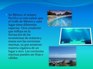  En México, el océano
Pacífico es más salado que
el Golfo de México y cada
lugar tiene diferentes
especies. Otra condición
que influye en la
formación de los
ecosistemas de océanos y
mares son las corrientes
marinas, ya que arrastran
materia orgánica de un
lugar a otro. Las corrientes
marinas pueden ser frías o
cálidas.
 