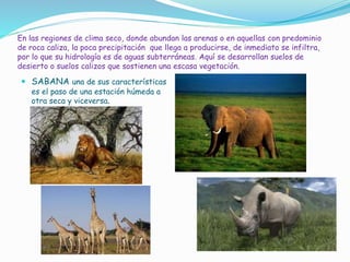 En las regiones de clima seco, donde abundan las arenas o en aquellas con predominio
de roca caliza, la poca precipitación que llega a producirse, de inmediato se infiltra,
por lo que su hidrología es de aguas subterráneas. Aquí se desarrollan suelos de
desierto o suelos calizos que sostienen una escasa vegetación.
 SABANA una de sus características
es el paso de una estación húmeda a
otra seca y viceversa.
 