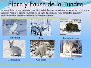 Flora y Fauna de la Tundra
Búho nival Buey almizclero
Reno
Liebre ártica Oso polar Lobo
http://www.masalto.com/template_buscador.phtml?consecutivo=3571
La fauna de la tundra presenta poca diversidad. Las dos especies principales son el reno, en
Europa y Asia, y el caribú en América. Se trata de animales muy parecidos que, muy
probablemente, descienden de un antepasado común.
http://planetaverdeporsiemrpe.blogspot.mx/2012/07/tundra.html
 