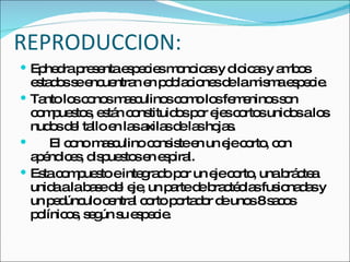 REPRODUCCION: Ephedra presenta especies monoicas y dioicas y ambos estados se encuentran en poblaciones de la misma especie. Tanto los conos masculinos como los femeninos son compuestos, están constituidos por ejes cortos unidos a los nudos del tallo en las axilas de las hojas. El cono masculino consiste en un eje corto, con apéndices, dispuestos en espiral. Esta compuesto e integrado por un eje corto, una bráctea unida a la base del eje, un parte de bractéolas fusionadas y un pedúnculo central corto portador de unos 8 sacos polínicos, según su especie. 