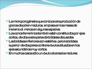 La microporogénesis que conduce a la producción de granos de polen maduros, empieza en los meses de invierno al menos en algunas especies. Los conos femeninos también están constituidos por ejes cortos, de dos a seis pares de brácteas decusadas. Las brácteas inferiores son estériles  pero la bráctea superior de dos pares contiene óvulos situados en los ejes secundarios muy cortos. En muchos casos sólo un óvulo alcanza la madurez. 