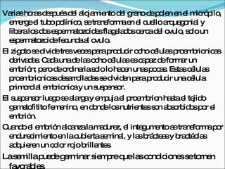 Varias horas después del alojamiento del grano de polen en el micrópilo, emerge el tubo polínico, se transforma en el cuello arquegonial y libera los dos espermatozoides flagelados cerca del ovulo, solo un espermatozoide fecunda al ovulo. El zigoto se divide tres veces para producir ocho células proembrionicas derivadas. Cada una de las ocho células es capaz de formar un embrión; pero de ordinaria solo lo hacen unas pocas. Estas células proembrionicas desarrolladas se dividen para producir una célula primordial embrionica y un suspensor. El suspensor luego se alarga y empuja el proembrion hasta el tejido gametofitito femenino, en donde los nutrientes son absorbidos por el embrión. Cuando el embrión alcanza la madurez, el integumento se transforma por endurecimiento en la cubierta seminal, y las brácteas y bractéolas adquieren un color rojo brillantes. La semilla puede germinar siempre que las condiciones se tornen favorables. 