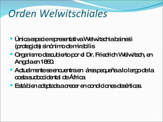 Orden Welwitschiales Única especie representativa Welwitschia bainesii (protegida) sinónimo de mirabilis Organismo descubierto por el Dr. Friedrich Welwitsch, en Angola en 1860. Actualmente se encuentra en  área pequeña a lo largo de la costa sudoccidental de África Está bien adaptada a crecer en condiciones desérticas. 
