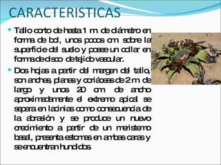 CARACTERISTICAS Tallo corto de hasta 1 m. de diámetro en forma de bol, unos pocos cm. sobre la superficie del suelo y posee un collar en forma de disco  de tejido vascular. Dos hojas a partir del margen del tallo, son anchas, planas y coriáceas de 2 m. de largo y unos 20 cm. de ancho aproximadamente el extremo apical se separa en lacinias como consecuencia de la abrasión y se produce un nuevo crecimiento a partir de un meristemo basal, presenta estomas en ambas caras y se encuentran hundidos. 