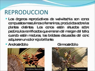 REPRODUCCION Los órganos reproductivos de welwitschia son conos compuestos masculinos o femeninos, producidos sobre las plantas distintas. Los conos están situados sobre pedúnculos ramificados que emanan del margen del tallo; cuando están maduras, las brácteas decusadas del cono adquieren un color rojo brillante.  Androstróbilo  Gimnostróbilo  