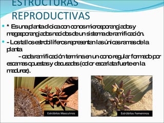 ESTRUCTURAS REPRODUCTIVAS * Es una planta dioica con conos microsporangiados y megasporangiados nacidos de un sistema de ramificación. - Los tallos estrobilíferos representan las únicas ramas de la planta   - cada ramificación termina en un cono regular formado por escamas opuestas y decusadas (color escarlata fuerte en la madurez). 