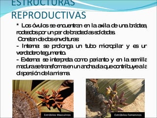 ESTRUCTURAS REPRODUCTIVAS * Los óvulos se encuentran en la axila de una bráctea, rodeados por un par de bracteolas soldadas. Constan de dos envolturas: - Interna: se prolonga un tubo micropilar y es un verdadero tegumento. - Externa: se interpreta como perianto y en la semilla madura se transforma en un ancha ala que contribuye a la dispersión de la misma. 