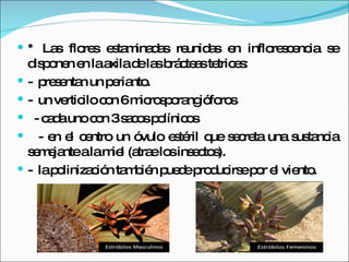 * Las flores estaminadas reunidas en inflorescencia se disponen en la axila de las brácteas tetrices: -  presentan un perianto. -  un verticilo con 6 microsporangióforos - cada uno con 3 sacos polínicos - en el centro un óvulo estéril que secreta una sustancia semejante a la miel (atrae los insectos). -  la polinización también puede producirse por el viento. 