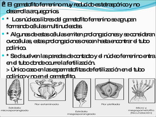   * El gametofito femenino muy reducido es tetraspórico y no desarrolla arquegonios. *  Los núcleos libres del gametofito femenino se agrupan formando células multinucleadas. * Algunas de estas células emiten prolongaciones y se consideran ovocélulas, estas prolongaciones crecen hasta encontrar el tubo polínico. * Se disuelven las paredes de contacto y el núcleo femenino entra en el tubo donde ocurre la fertilización. > Único caso en las espermatofitas de fertilización en el tubo polínico y no en el gametofito. 