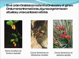 En el orden Gnetales con la familia Gnetaceae y el genero Gnetum encontramos lianas ,algunos organismos son arbustos y unos cuantos son arboles Rama fructifera de Gnetum leyboldii Conos femeninos en Wlwitschia mirabilis Conos femeninos en ephedra aphylla 