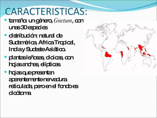 CARACTERISTICAS: tamaño: un género,  Gnetum , con unas 30 especies  distribución: natural de Sudamérica, Africa Tropical, India y Sudeste Asiático.  plantas leñosas, dioicas, con hojas anchas, elípticas. hojas que presentan aparentemente nervadura reticulada, pero en el fondo es dicótoma  