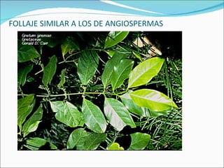 FOLLAJE SIMILAR A LOS DE ANGIOSPERMAS 