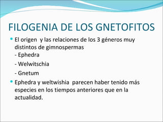 FILOGENIA DE LOS GNETOFITOS El origen  y las relaciones de los 3 géneros muy distintos de gimnospermas - Ephedra - Welwitschia - Gnetum Ephedra y weltwishia  parecen haber tenido más especies en los tiempos anteriores que en la actualidad.  
