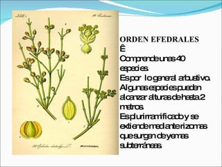 ORDEN EFEDRALES   Comprende unas 40 especies. Es por  lo general arbustivo. Algunas especies pueden alcanzar alturas de hasta 2 metros. Es plurirramificado y se extiende mediante rizomas que surgen de yemas subterráneas. 