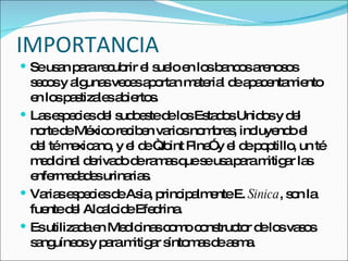 Se usan para recubrir el suelo en los bancos arenosos secos y algunas veces aportan material de apacentamiento en los pastizales abiertos. Las especies del sudoeste de los Estados Unidos y del norte de México reciben varios nombres, incluyendo el del té mexicano, y el de “Joint Pine” y el de poptillo, un té medicinal derivado de ramas que se usa para mitigar las enfermedades urinarias. Varias especies de Asia, principalmente E.  Sinica , son la fuente del Alcaloide Efedrina. Es utilizada en Medicinas como constructor de los vasos sanguíneos y para mitigar síntomas de asma. IMPORTANCIA 