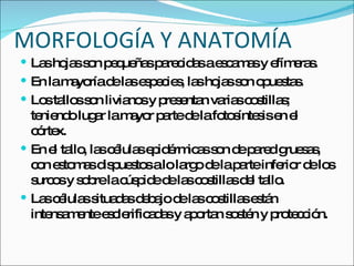 MORFOLOGÍA Y ANATOMÍA Las hojas son pequeñas parecidas a escamas y efímeras. En la mayoría de las especies, las hojas son opuestas. Los tallos son livianos y presentan varias costillas; teniendo lugar la mayor parte de la fotosíntesis en el córtex. En el tallo, las células epidérmicas son de pared gruesas, con estomas dispuestos a lo largo de la parte inferior de los surcos y sobre la cúspide de las costillas del tallo. Las células situadas debajo de las costillas están intensamente esclerificadas y aportan sostén y protección. 