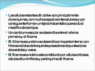 Las células restantes del córtex son principalmente clorenquimas, con muchos espacios intercelulares y por consiguiente forman un tejido fotosintético parecido al mesofilo de las hojas. Un cambium vascular se desarrolla entre el xilema primaria y el floema. El Xilema secundario se desarrolla en la parte interna; con hileras radiales de traqueidas poseedoras de punteaduras abovedadas y vasos. El floema secundario esta constituido por células cribosas, células albuminíferas y parénquima del floema. 