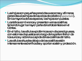 Las hojas son pequeñas parecidas a escamas y efímeras; parecidas a las hojas de las colas de caballo ( Equisetum ). En la mayoría de las especies, las hojas son puestas. Los tallos son livianos y presentan varias costillas; teniendo lugar la mayor parte de la fotosíntesis en el Córtex. En el tallo, las células epidérmicas son de pared gruesas, con estomas dispuestos a lo largo de la parte inferior de los surcos y sobre la cúspide de las costillas del tallo. Las células situadas debajo de las costillas están intensamente esclerificadas y aportan sostén y protección. 