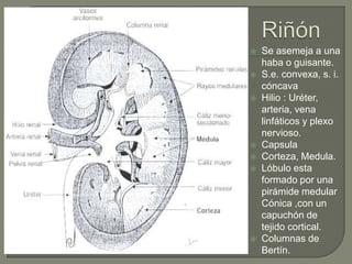 Presentacion de histologia renal (urinario) | PPTX