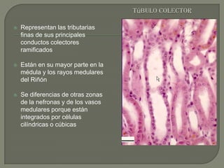 Presentacion de histologia renal (urinario) | PPTX