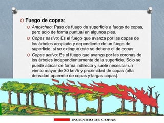 O Fuego de copas:
O Antorcheo: Paso de fuego de superficie a fuego de copas,
pero solo de forma puntual en algunos pies.
O Copas pasivo: Es el fuego que avanza por las copas de
los árboles acoplado y dependiente de un fuego de
superficie, si se extingue este se detiene el de copas.
O Copas activo: Es el fuego que avanza por las coronas de
los árboles independientemente de la superficie. Solo se
puede atacar de forma indirecta y suele necesitar un
viento mayor de 30 km/h y proximidad de copas (alta
densidad aparente de copas y largas copas).
 