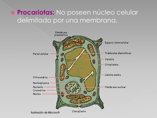 

Procariotas: No poseen núcleo celular
delimitado por una membrana.

 