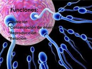 *Nutrición
*Conservación de energía
*Reproducción
*Relación

 