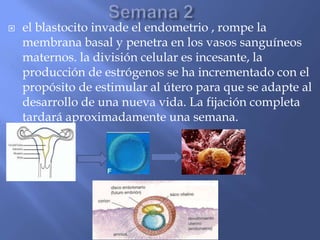    el blastocito invade el endometrio , rompe la
    membrana basal y penetra en los vasos sanguíneos
    maternos. la división celular es incesante, la
    producción de estrógenos se ha incrementado con el
    propósito de estimular al útero para que se adapte al
    desarrollo de una nueva vida. La fijación completa
    tardará aproximadamente una semana.
 