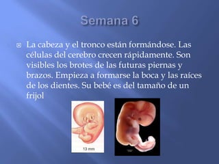    La cabeza y el tronco están formándose. Las
    células del cerebro crecen rápidamente. Son
    visibles los brotes de las futuras piernas y
    brazos. Empieza a formarse la boca y las raíces
    de los dientes. Su bebé es del tamaño de un
    frijol
 