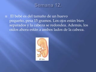     El bebé es del tamaño de un huevo
    pequeño, pesa 15 gramos. Los ojos están bien
    separados y la cabeza se redondea. Además, los
    oídos ahora están a ambos lados de la cabeza.
 