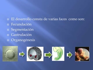    El desarrollo consta de varias faces como son:
   Fecundación
   Segmentación
   Gastrulación
   Organogénesis
 