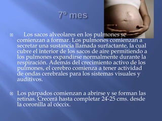      Los sacos alveolares en los pulmones se
    comienzan a formar. Los pulmones comienzan a
    secretar una sustancia llamada surfactante, la cual
    cubre el interior de los sacos de aire permitiendo a
    los pulmones expandirse normalmente durante la
    respiración. Además del crecimiento activo de los
    pulmones, el cerebro comienza a tener actividad
    de ondas cerebrales para los sistemas visuales y
    auditivos.

   Los párpados comienzan a abrirse y se forman las
    retinas. Crecerá hasta completar 24-25 cms. desde
    la coronilla al cóccix.
 