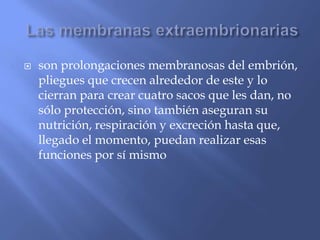    son prolongaciones membranosas del embrión,
    pliegues que crecen alrededor de este y lo
    cierran para crear cuatro sacos que les dan, no
    sólo protección, sino también aseguran su
    nutrición, respiración y excreción hasta que,
    llegado el momento, puedan realizar esas
    funciones por sí mismo
 