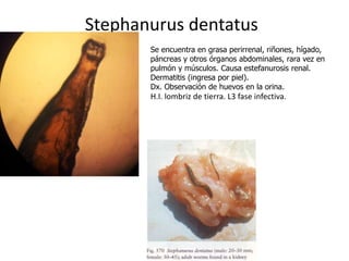 Stephanurus dentatus
Se encuentra en grasa perirrenal, riñones, hígado,
páncreas y otros órganos abdominales, rara vez en
pulmón y músculos. Causa estefanurosis renal.
Dermatitis (ingresa por piel).
Dx. Observación de huevos en la orina.

H.I. lombriz de tierra. L3 fase infectiva.

 