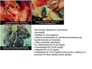 •Semiología: Retardo en crecimiento.
• Dermatitis
• Parálisis en tren posterior.
• Falta de coordinación de miembros locomotores por
invasión larvaria en músculos.
• Mala conversión alimenticia.
•Tx: Mebendazol PO 15-20 mg/kg
• Cambendazol PO 20-30 mg/kg
• Febantel PO 10-15 mg/kg
• Febendazol de 10-15 mg/kg contra larvas y adultos y el
Levamisol IM tiene efectos contra adultos.

 
